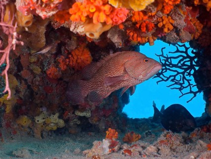 Blood red jewelled perch (Cephalopholis cruentata)