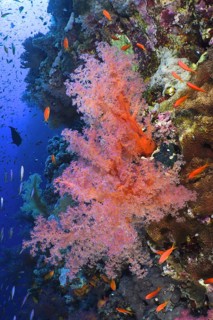 Hemprich's Tree Coral (Dendronephthya hemprichi)