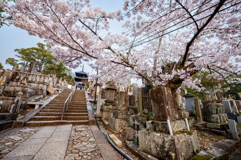 Cemetery and cherry blossom at sunset, stairway to three-story pagoda, Konkai-Komyoji Temple,