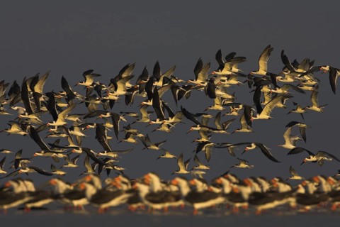 Black Skimmer (Rynchops niger), Florida, USA