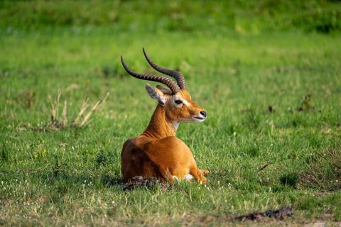 Ugandan antelope (Kobus thomasi) also known as Uganda kob, sitting in green grass, male, Murchison