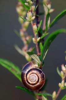 Small snails on a summer meadow, Saxony, Germany