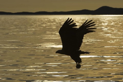 White-tailed Eagle (Haliaeetus albicilla) flying, Mecklenburg-Western Pomerania, Germany