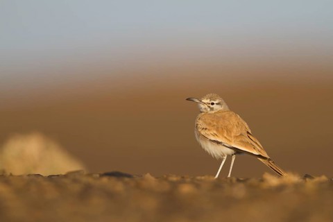 Greater Hoopoe Lark - Wüstenläuferlerche - Alaemon alaudipes ssp. alaudipes, Morocco