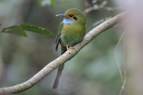 Blue-throated Motmot (Aspatha gularis), Guatemala