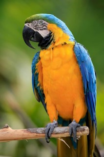 Yellow-breasted Macaw (Ara ararauna), adult, on wait, South America