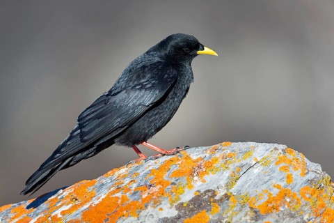 Alpine chough, (Pyrrhocorax graculus), animals, birds, ravens, jackdaw, family of corvids, stands