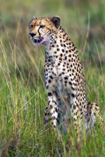 Cheetah (Acinonyx jubatus), Masai Mara National Park, Kenya