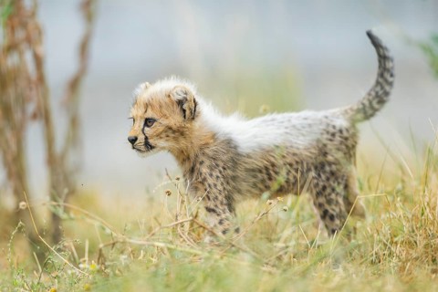 Cheetah (Acinonyx jubatus) youngster standing on a meadow, captive, occurrence Africa