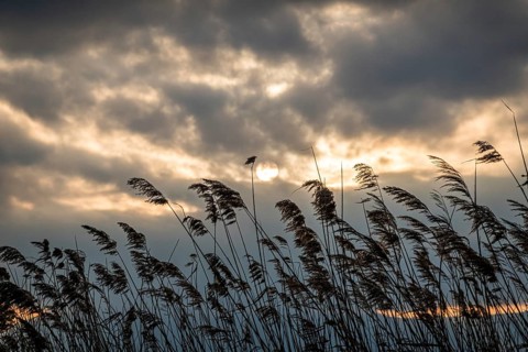 Reeds silhouettes against a cloudy sky at sunset in Geneva, Swiss. The sun peers through, casting a