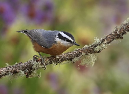 Red-breasted Nuthatch (Sitta canadensis), Saskatchewan, Canada