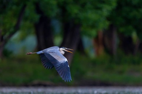 Grey grey heron (Ardea cinerea), Foraging, Boat Trip, Tiszaalpár, Kiskunsági National Park,