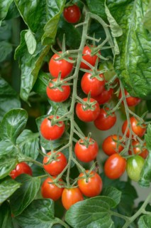 Cherry tomato (Solanum lycopersicum 'Dasher'), Cambridge Botanical Garden, Laußnitz, Saxony,
