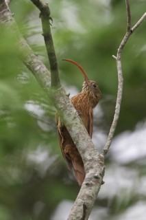 Red-billed Scythebill (Campylorhamphus trochilirostris) perched on a branch in Bolivia, South