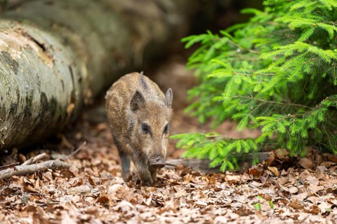 Wild boar (Sus scrofa) piglet walking in a forest, Bavaria, Germany