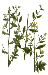Botany, plants, a. sinapi agreste, b. sinapi apii folio sive album, c. sinapi sativum, mustard