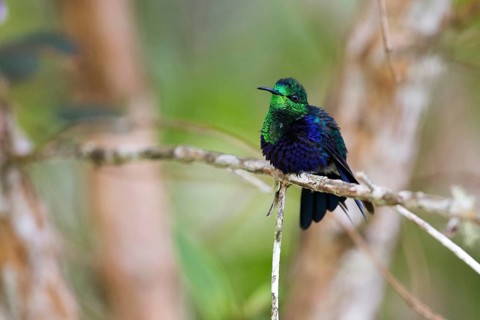 Crowned Woodnymph (Thalurania colombica subtropicalis) perched on a branch, Antioquia, Colombia