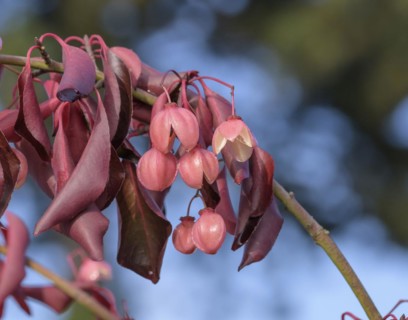 Spindle bush (Euonymus grandiflorus 'Red Wine'), Artmeyer Pflanzenforum, Hörstel, North