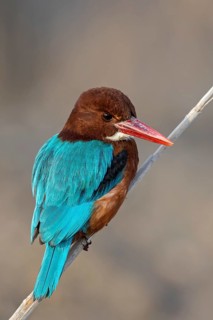 Braunliest, Smyrna Kingfisher, White-breasted Kingfisher, White-throated Kingfisher, Halcyon