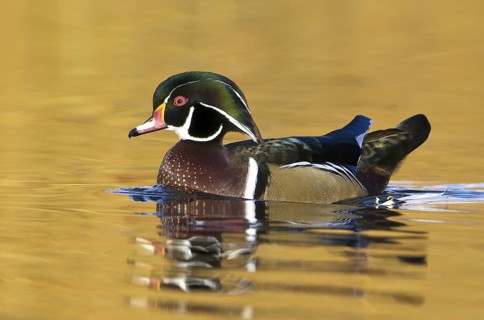 Wood Duck (Aix sponsa) male, British Columbia, Canada
