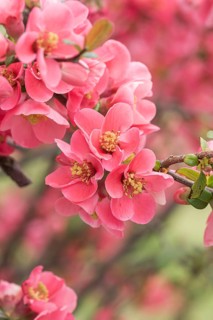 Japanese quince (Chaenomeles speciosa), Federal Republic of Germany