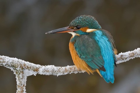 Common Kingfisher (Alcedo atthis) female, Bavaria, Germany