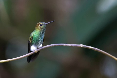 Greenish Puffleg (Haplophaedia aureliae caucensis) perched on a branch, Andes Mountains, Colombia