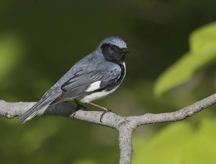 Black-throated Blue Warbler (Setophaga caerulescens) male, Maine, USA