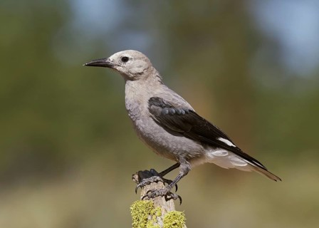 Clark's Nutcracker (Nucigraga columbiana), Lake County Oregon