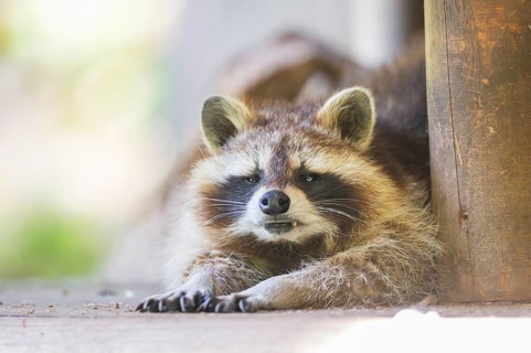 Common raccoon (Procyon lotor) lying on the ground, Bavaria, Germany