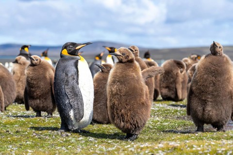King penguin (Aptenodytes patagonicus), adult bird between young in brown down plumage, colony on