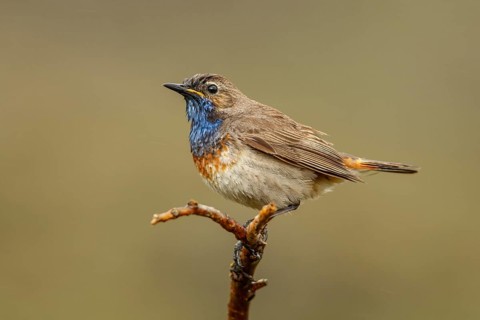Bluethroat (Luscinia svecica), perched, Castile and Leon, Spain