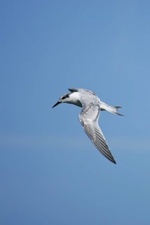 Sandwich Tern (Thalasseus sandvicensis) juvenile flying, Mecklenburg-Western Pomerania