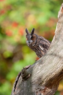 Long eared owl (Asio otus) adult bird on a tree branch, England, United Kingdom
