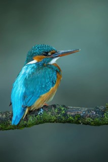 Common Kingfisher (Alcedo atthis) female perched on a branch, Lower Saxony, Germany