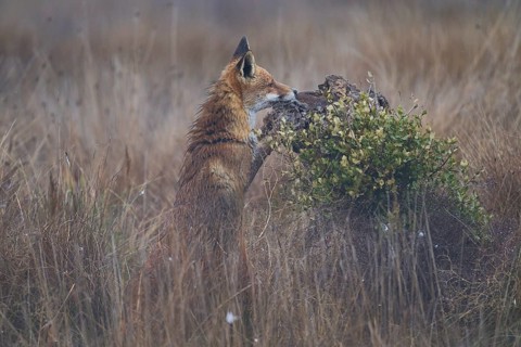 A solitary fox sits alert in a field, resting its chin on a moss covered rock surrounded by wild