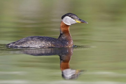 Red-necked Grebe (Podiceps grisegena), British Columbia, Canada