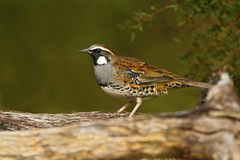 Spotted Quail-thrush (Cinclosoma punctatum) male, New South Wales, Australia
