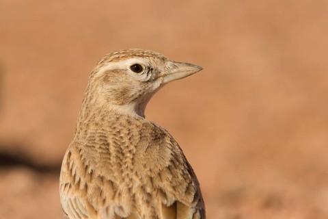 Greater Short-toed Lark (Calandrella brachydactyla), Morocco