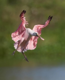 Roseate Spoonbill (Platalea ajaja) flying, Florida, USA