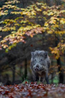 Wild boar (Sus scrofa) in autumn forest, autumn, autumn colours, Germany