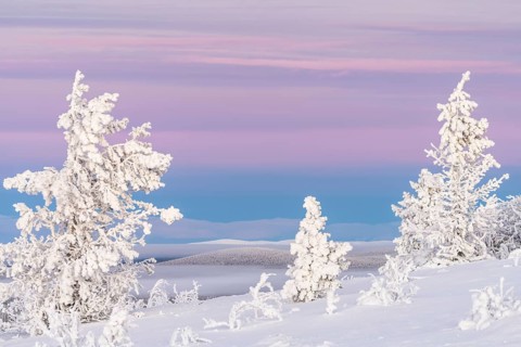 Snowy spruce trees at dawn, Norrbotten, Lapland, Sweden, November 2020