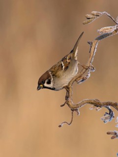 Eurasian Tree Sparrow (Passer montanus), Utrecht, Netherlands