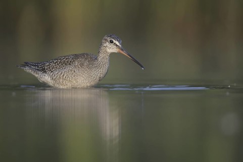 Spotted Redshank (Tringa erythropus), Thuringia, Germany