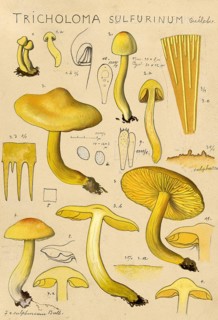 Mushroom, Mushrooms, Common Sulphur Knight, Tricholoma sulphureum, authentic reproduction of an