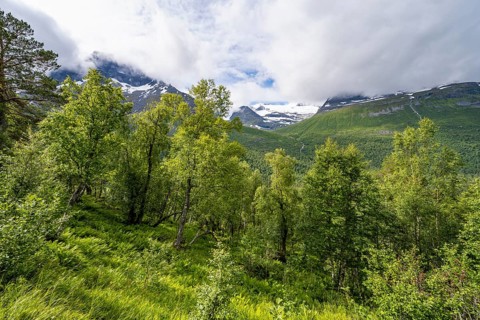 Forest and mountains, landscape in the Innerdalen high valley, Sunndal, Møre og Romsdal,