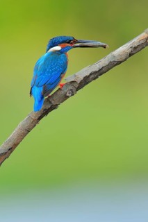 Common Kingfisher (Alcedo atthis) male with fish in beak, Andalusia, Spain