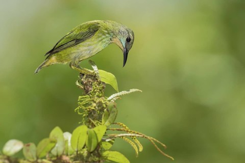 Shining Honeycreeper (Cyanerpes lucidus) female, Costa Rica