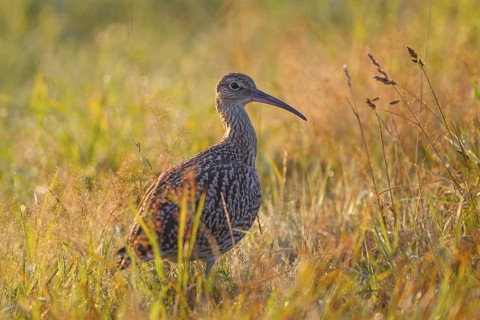 Eurasian Curlew (Numenius arquata) juvenile, North Rhine-Westpalia, Germany