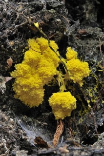 Scrambled egg slime mold, dog vomit slime mold (Fuligo septica) on decaying wood